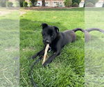 Small #10 Chow Chow-Labrador Retriever Mix