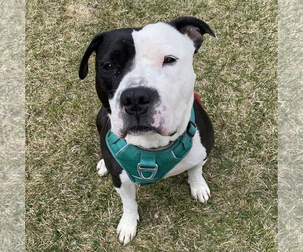 Medium Photo #22 American Pit Bull Terrier-Unknown Mix Puppy For Sale in Fargo, ND, USA