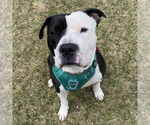 Small #21 American Pit Bull Terrier Mix