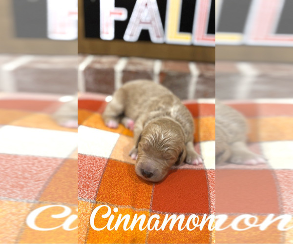 Medium Photo #4 Goldendoodle Puppy For Sale in RED OAK, TX, USA