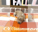 Small #3 Goldendoodle