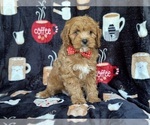 Small Photo #9 Cavapoo Puppy For Sale in LAKELAND, FL, USA