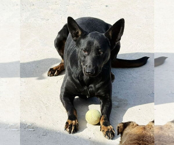 Medium Photo #4 German Shepherd Dog-Unknown Mix Puppy For Sale in Lake Forest, CA, USA