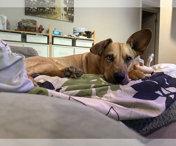 Medium Photo #5 Australian Shepherd-Unknown Mix Puppy For Sale in Decatur, GA, USA