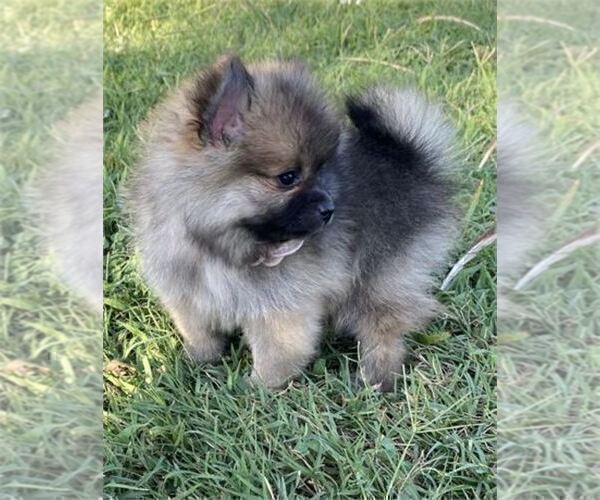 Medium Photo #4 Pomeranian Puppy For Sale in PEMBROKE PINES, FL, USA