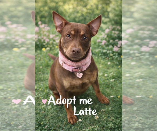 Medium Photo #3 Chihuahua-Unknown Mix Puppy For Sale in Euless, TX, USA