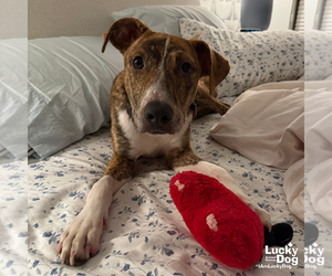 Flarry - Male Plott Hound-Unknown Mix Dog for Adoption - Photo #7