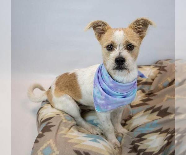 Medium Photo #2 Mutt Puppy For Sale in Kennesaw, GA, USA