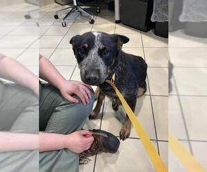 Mutt Dogs for adoption in Newton, NC, USA