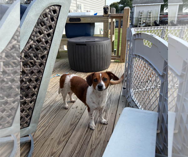 Medium Photo #3 Chihuahua-Unknown Mix Puppy For Sale in Holly Springs, NC, USA