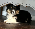 Small Photo #8 Miniature Australian Shepherd Puppy For Sale in BEATTY, OR, USA