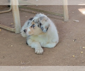 Medium Australian Shepherd