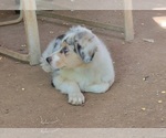 Puppy Cookies and Cre Australian Shepherd