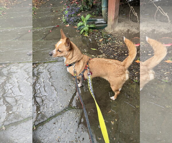 Medium Photo #3 Chihuahua Puppy For Sale in Bellevue, WA, USA