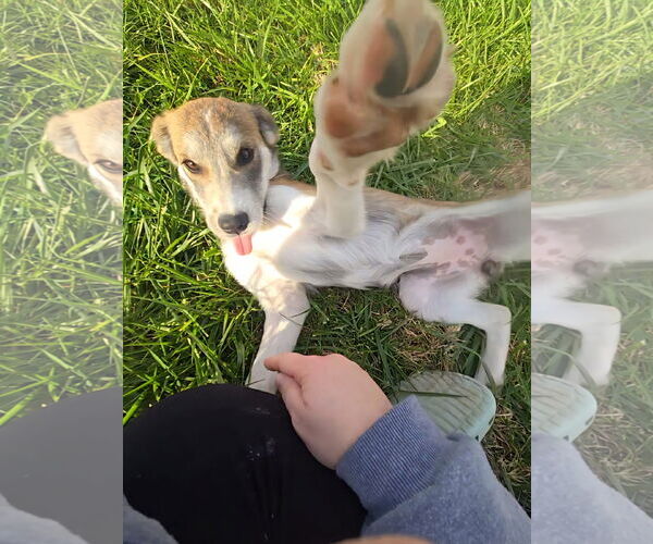 Medium Photo #3 Mutt Puppy For Sale in Columbus, IN, USA