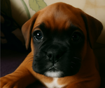 Puppy AKC Female Boxer