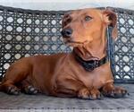 Small Dachshund