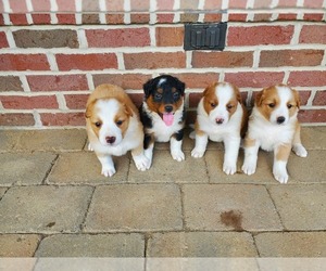 English Shepherd Puppy for Sale in ETNA GREEN, Indiana USA