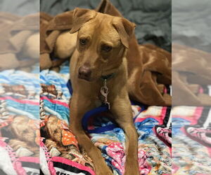 Manolin - Male Mutt Dog for Adoption - Photo #4