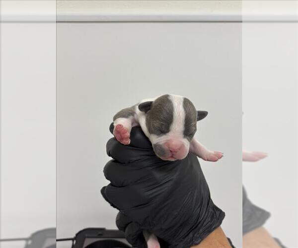 Medium Photo #1 American Pit Bull Terrier-Unknown Mix Puppy For Sale in San Bernardino, CA, USA