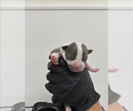 Small American Pit Bull Terrier Mix