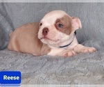 Small Photo #10 Boston Terrier Puppy For Sale in POMEROY, OH, USA