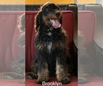 Small #1 Bernedoodle (Miniature)