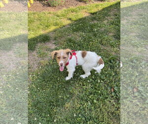 Mutt Dogs for adoption in Albemarle, NC, USA