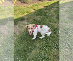 Small Mutt