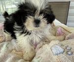 Small #2 Shih Tzu