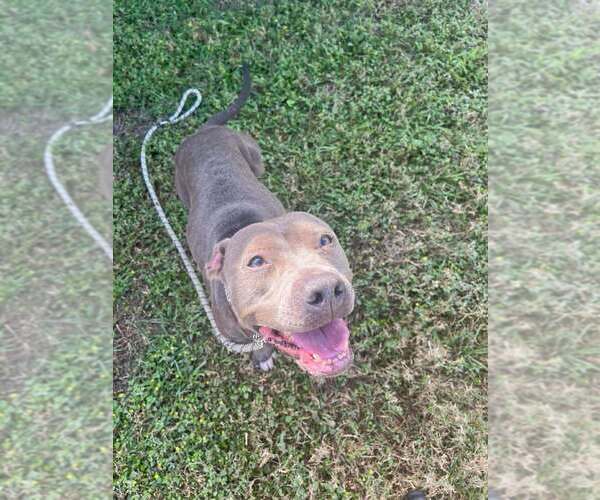 Medium Photo #2 Mutt Puppy For Sale in Abbeville, LA, USA