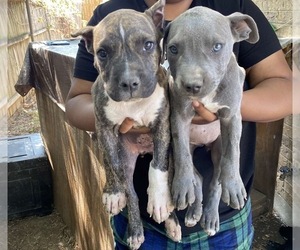 American Bully Puppy for sale in PLAINVIEW, TX, USA