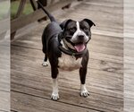 Small #3 American Bulldog-American Staffordshire Terrier Mix