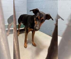 German Shepherd Dog-Unknown Mix Dogs for adoption in Rowlett, TX, USA