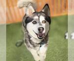 Small Siberian Husky Mix