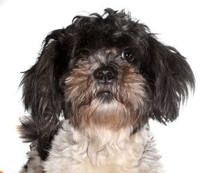 Shih Tzu Dogs for adoption in Oakland Park, FL, USA