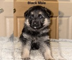 Small #8 German Shepherd Dog