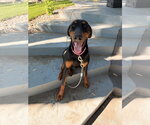 Small #1 Doberman Pinscher