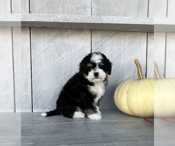 Medium Photo #2 Miniature Bernedoodle Puppy For Sale in FREDERICKSBURG, OH, USA