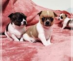 Small #10 Chihuahua