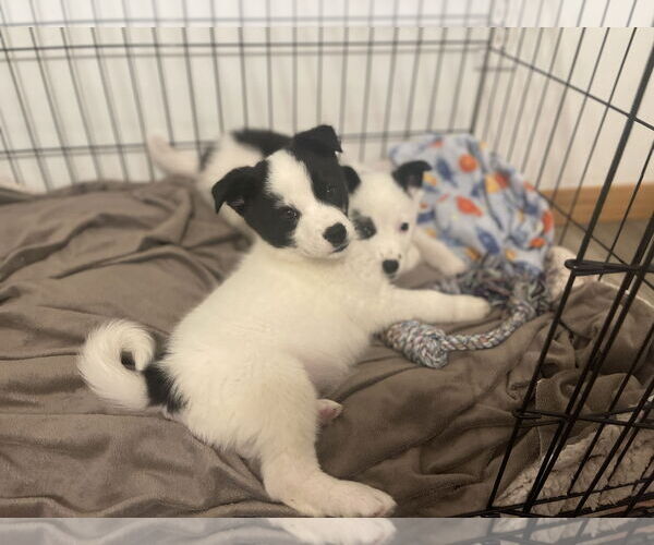 Medium Photo #4 Huskies -Labrador Retriever Mix Puppy For Sale in Princeton, MN, USA