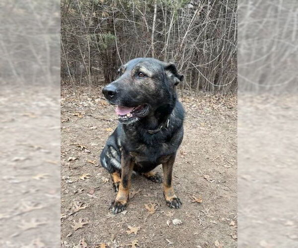 Medium Photo #7 German Shepherd Dog Puppy For Sale in Minneapolis, MN, USA