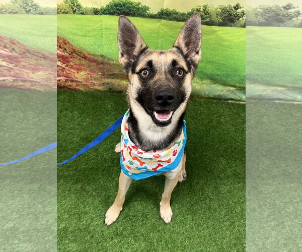 Medium Photo #1 German Shepherd Dog-Unknown Mix Puppy For Sale in Euless, TX, USA