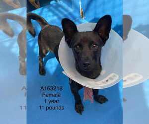 Chihuahua-Unknown Mix Dogs for adoption in Calgary, Alberta, Canada