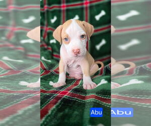 American Pit Bull Terrier-Unknown Mix Dogs for adoption in Duluth, MN, USA