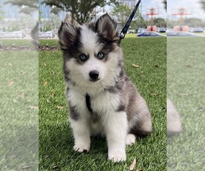 Pomsky Puppy for Sale in HAINES CITY, Florida USA