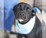 Small American Staffordshire Terrier Mix