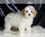 Small Photo #110 Maltipoo Puppy For Sale in WARSAW, IN, USA
