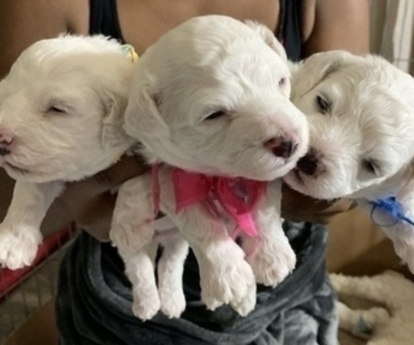 Medium Photo #9 Bichon Frise Puppy For Sale in FAYETTEVILLE, GA, USA