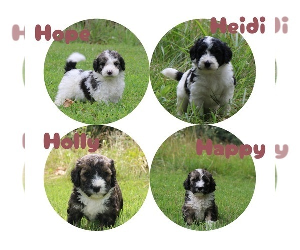 Medium Photo #2 Bernedoodle Puppy For Sale in KNOB NOSTER, MO, USA